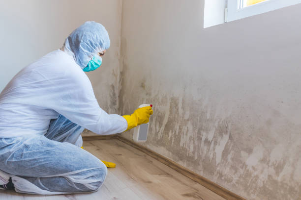 Black mold inspection in Princeton